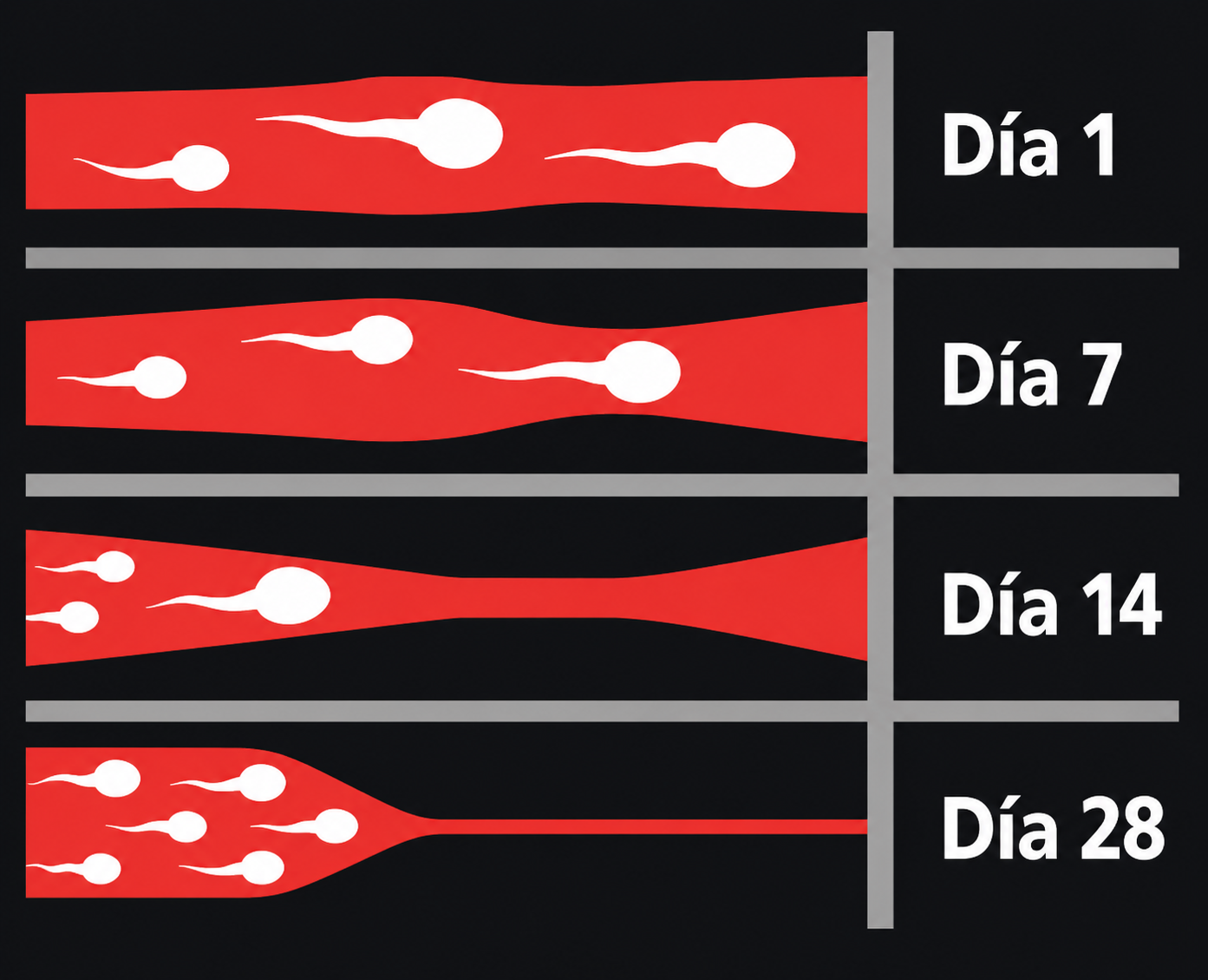 Días del programa